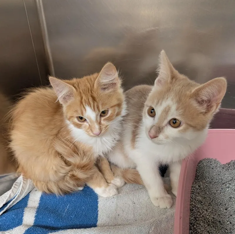 A baby small-sized male Buff & White Domestic Short Hair cat named George for adoption in Reisterstown, MD