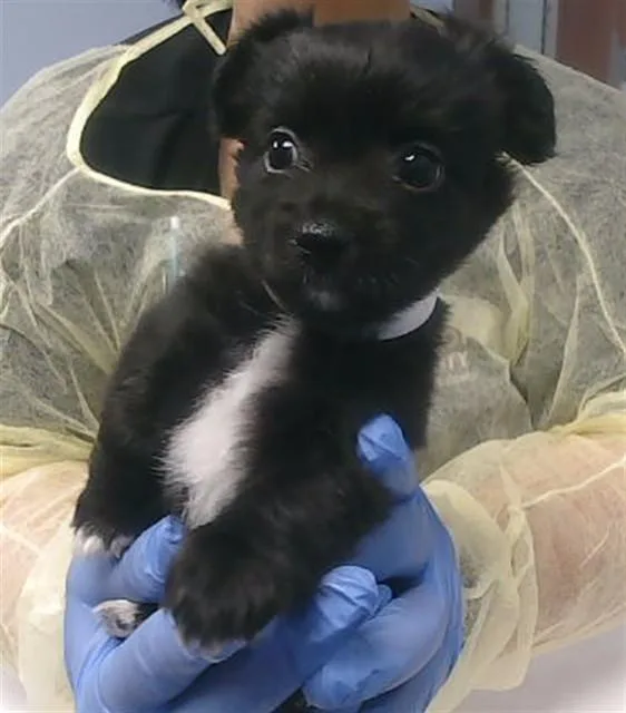 A baby small-sized female Maltese dog named Bonbon for adoption in Phoenix, AZ