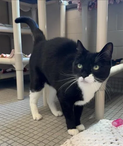 A senior small-sized male Domestic Short Hair cat named Bodi for adoption in Bellevue, WA