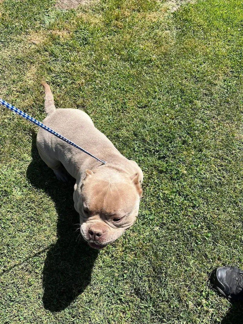 Rocco