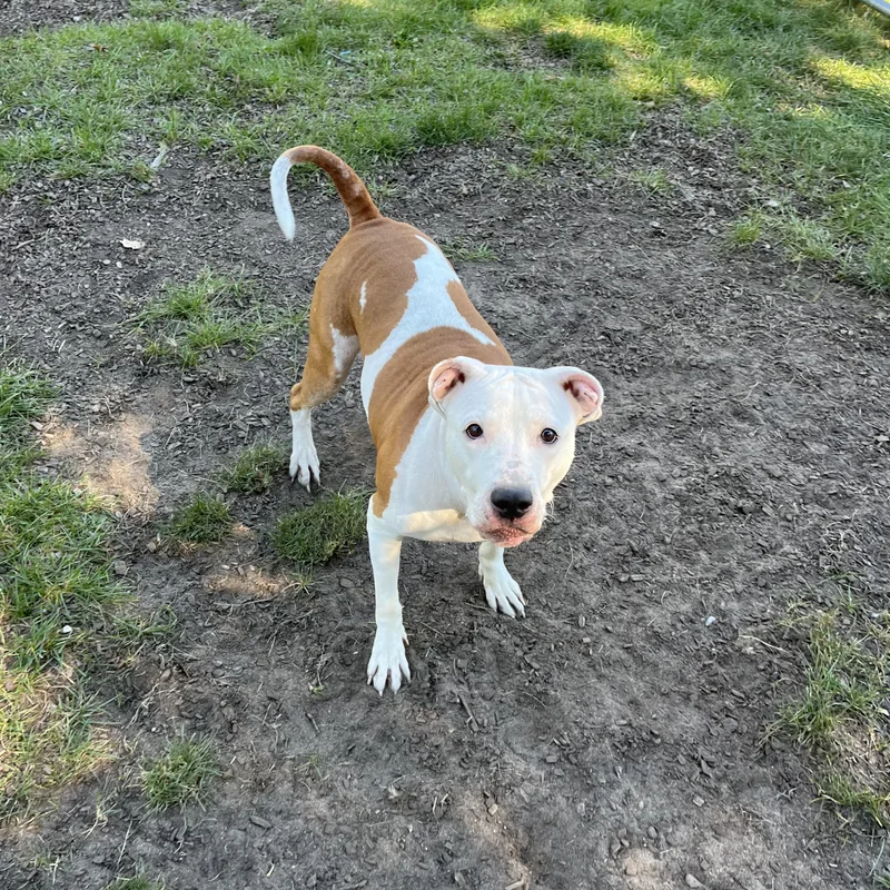 An adult medium-sized female Red / Chestnut / Orange American Bulldog dog named Celeste for adoption in Mount Pleasant, MI