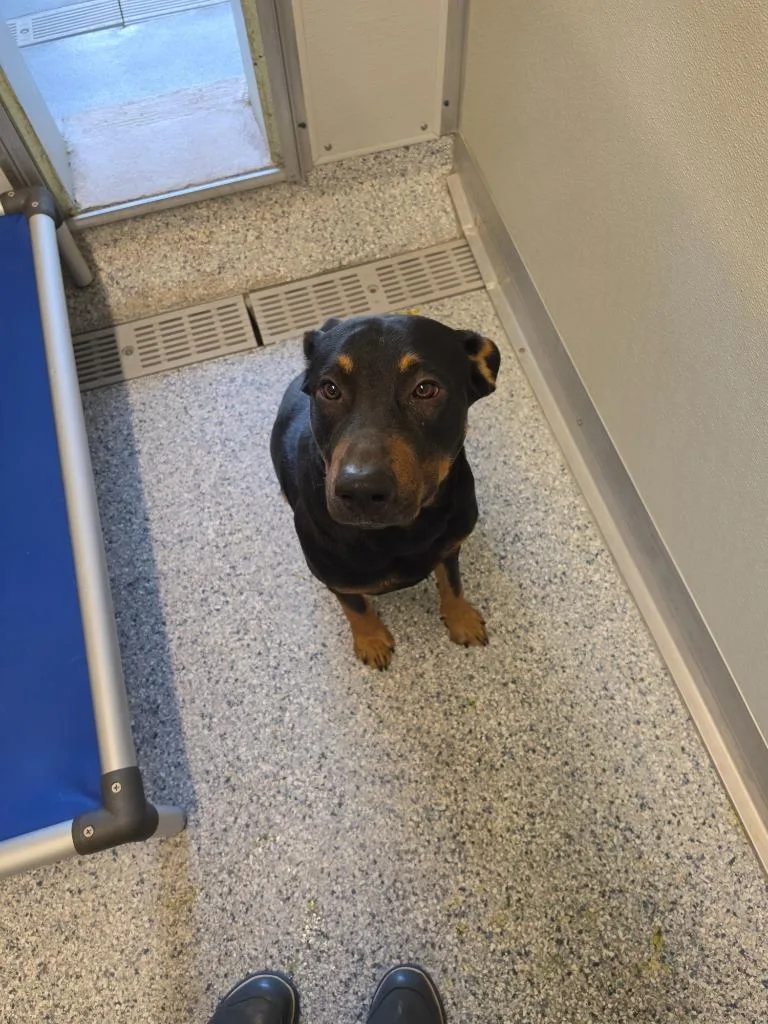 A baby large-sized male Terrier dog named Como for adoption in Athens, TN