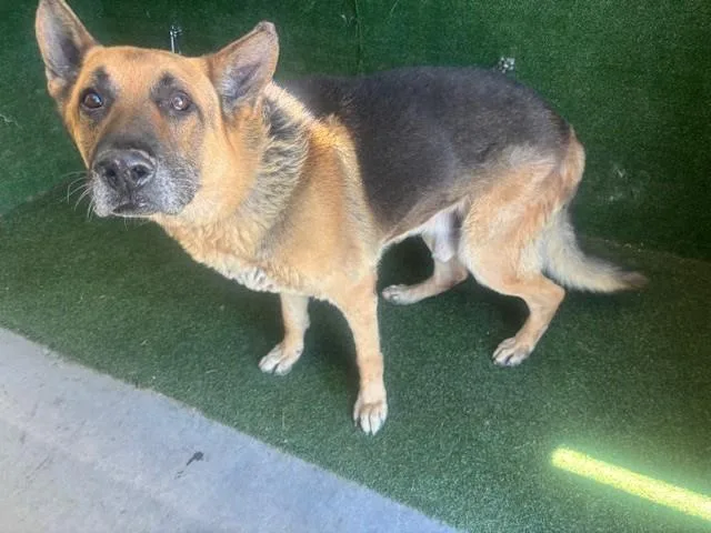A senior large-sized male German Shepherd Dog dog named Concord for adoption in Lancaster, CA
