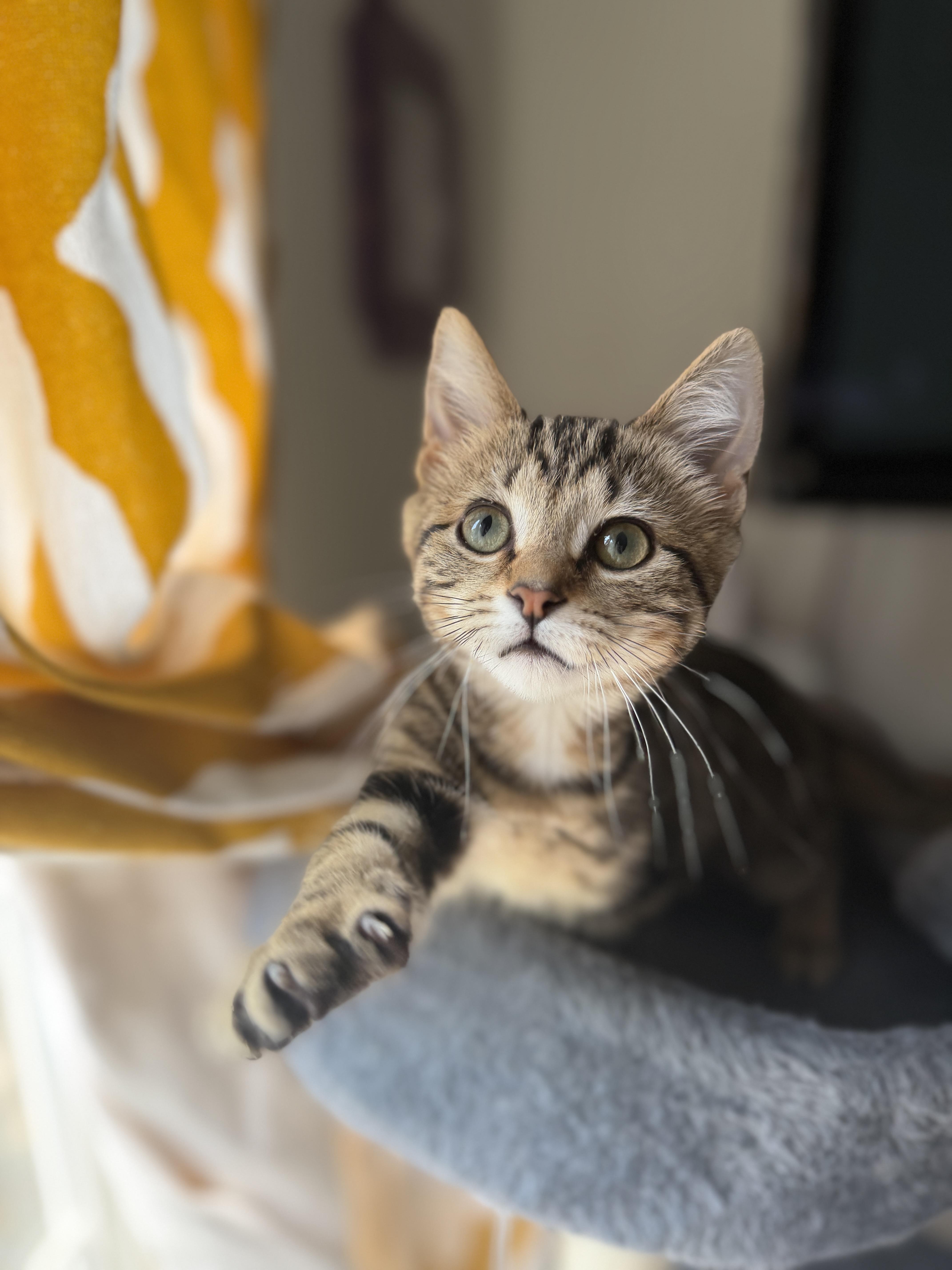 A baby medium-sized female Tabby (Tiger Striped) Domestic Short Hair cat named Kelly for adoption in South Lyon, MI