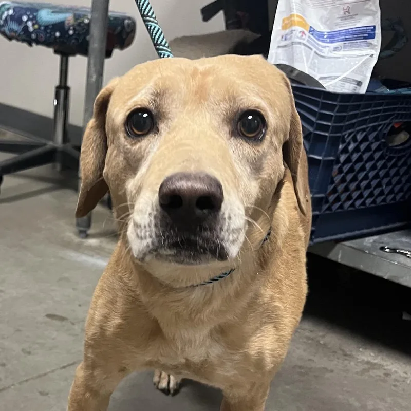 A senior medium-sized male Yellow / Tan / Blond / Fawn Labrador Retriever dog named Scooby for adoption in Yuma, AZ