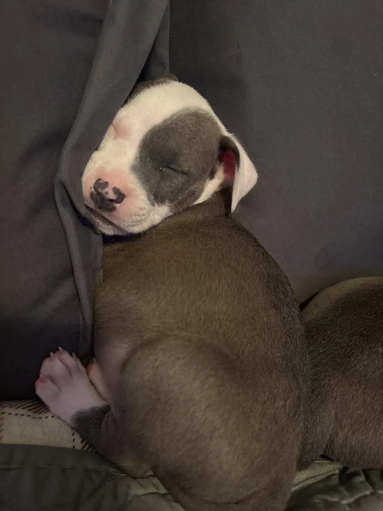A baby medium-sized male Gray / Blue / Silver Mixed Breed dog named Checkers for adoption in Clinton Township, MI