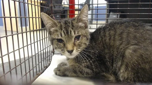 A baby small-sized female Domestic Short Hair cat named Michi for adoption in Miami, FL