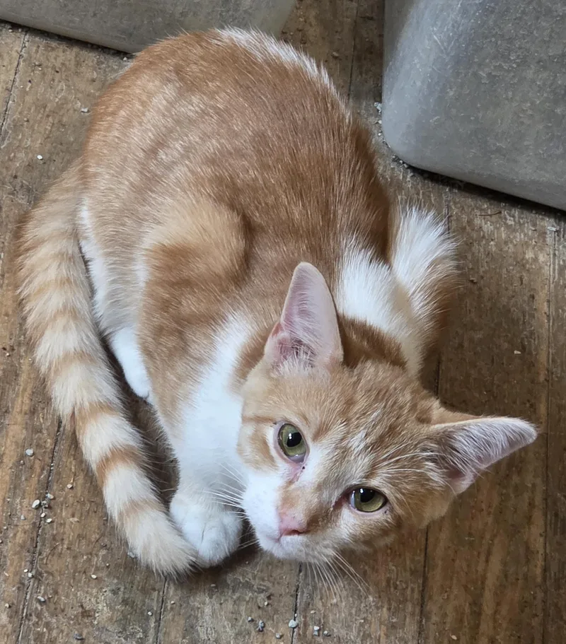 A young medium-sized female Orange & White Domestic Short Hair cat named Joey for adoption in Greensburg, PA