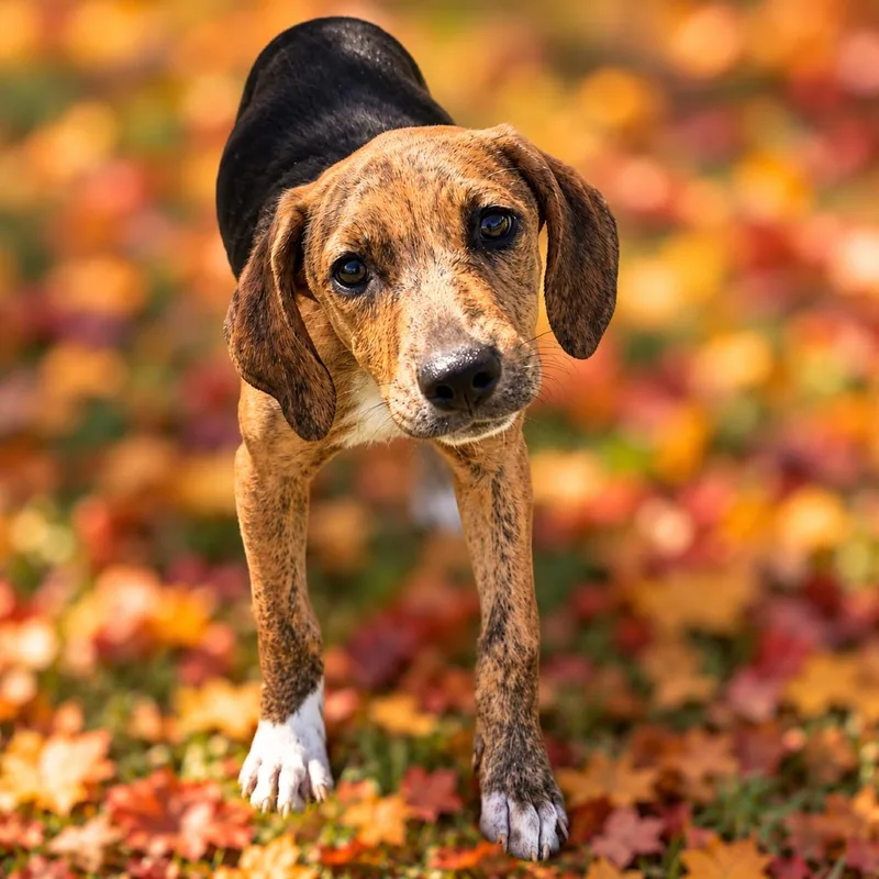 A baby medium-sized female Hound dog named Wilma for adoption in Binghamton, NY