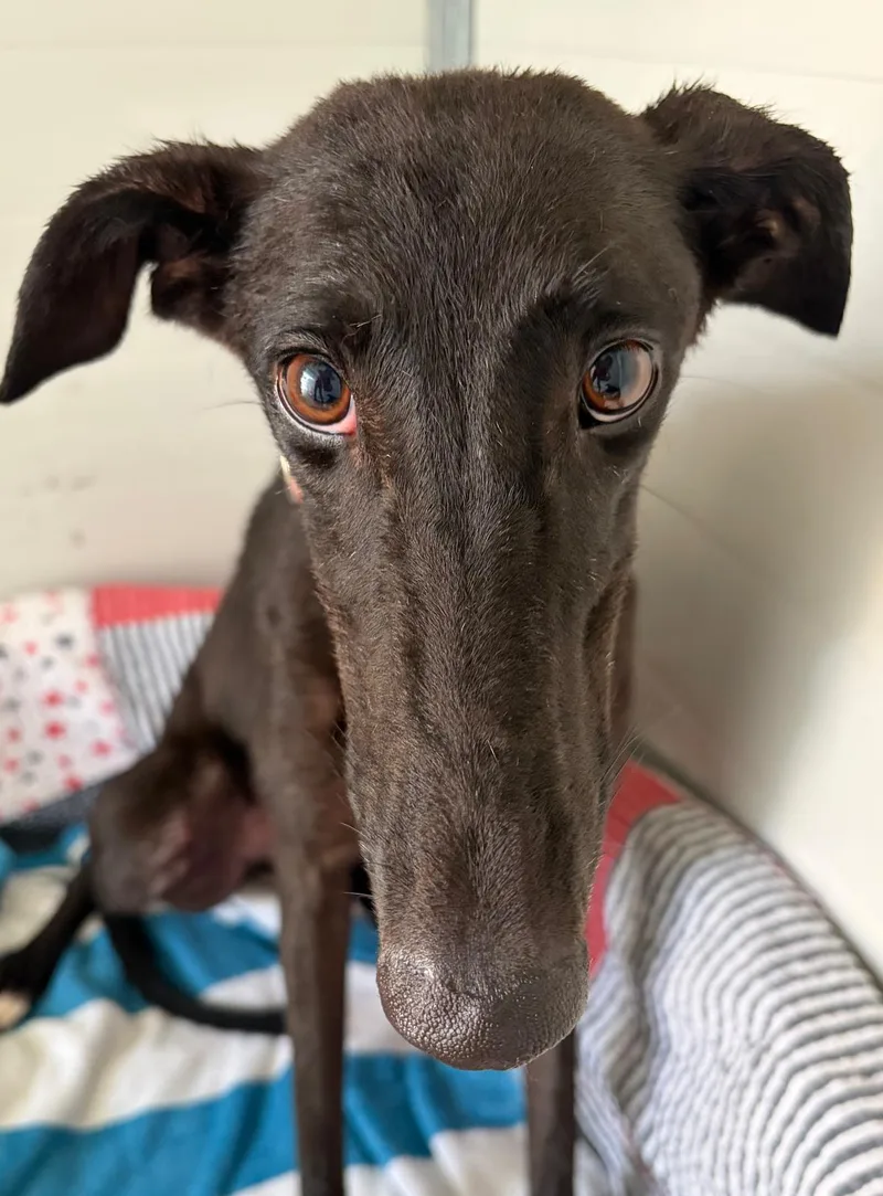 A young medium-sized female Galgo Spanish Greyhound dog named Ria for adoption in Winter Park, FL