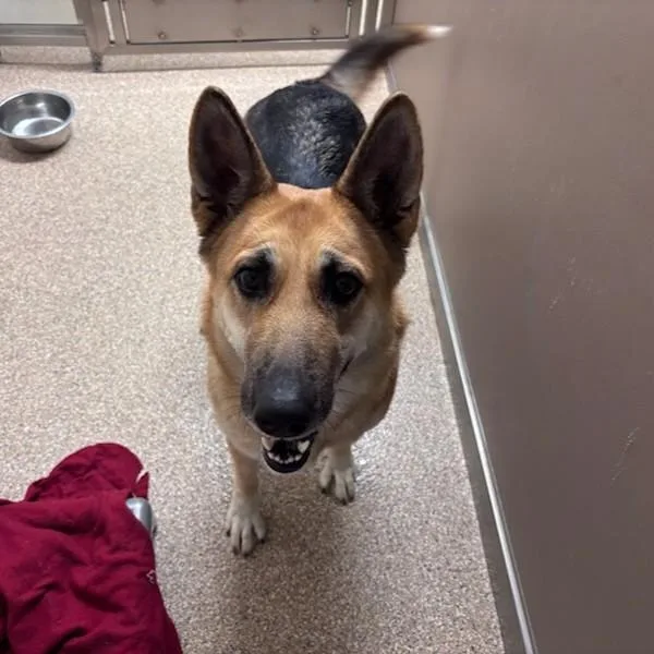 An adult large-sized female German Shepherd Dog dog named Lilac for adoption in Albuquerque, NM