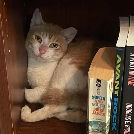 An adult medium-sized female Orange & White Domestic Short Hair cat named Georgina at Fat Cat for adoption in Tallahassee, FL