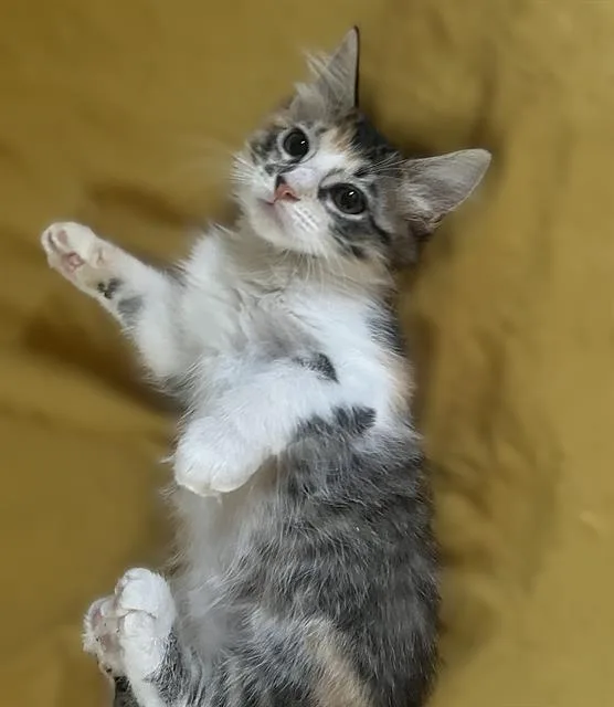 A baby small-sized female Domestic Short Hair cat named Callie for adoption in Sacramento, CA