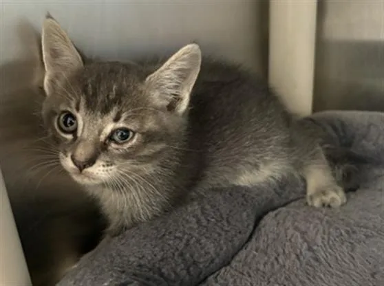 A baby small-sized male Domestic Medium Hair cat named Samuel for adoption in Redlands, CA