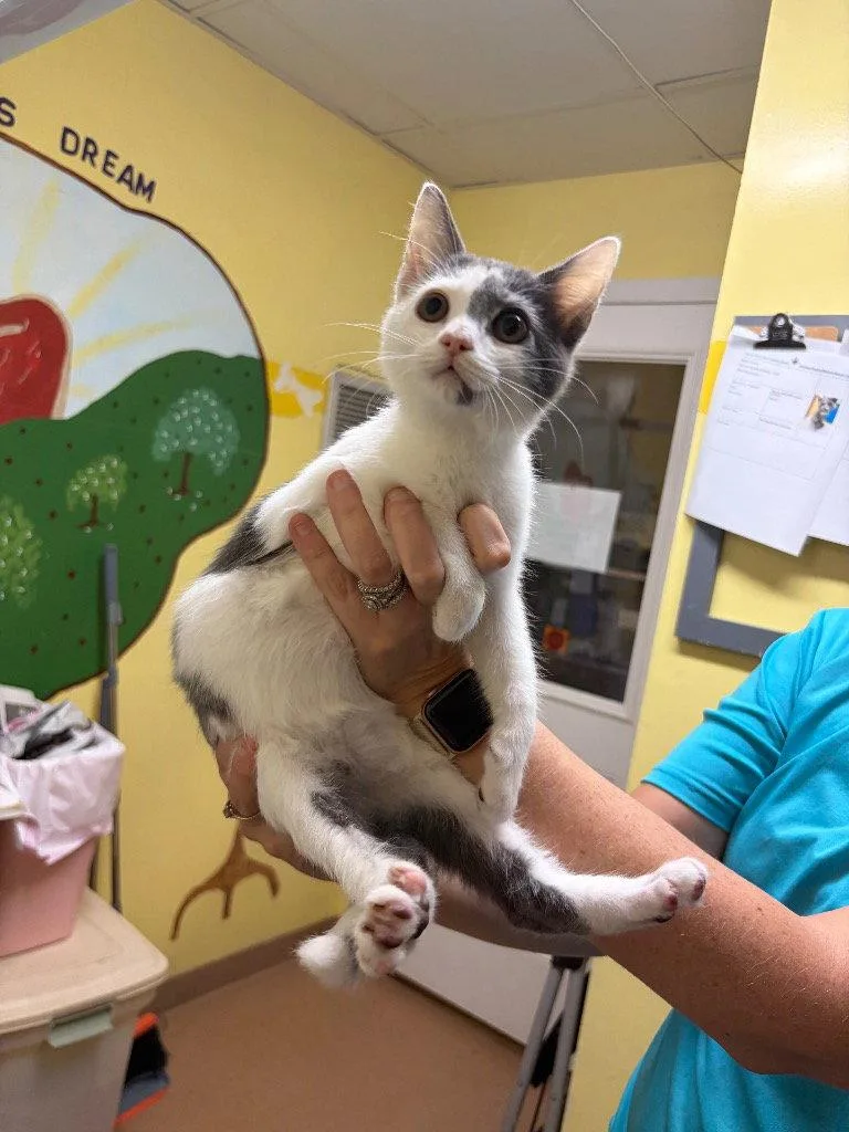 A baby small-sized male Domestic Short Hair cat named Hershey for adoption in Lovingston, VA