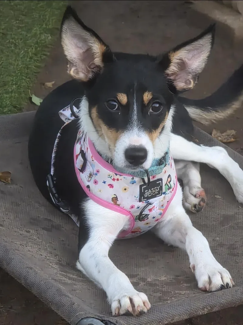 A young medium-sized female Rat Terrier dog named Celine for adoption in Farmington, MN