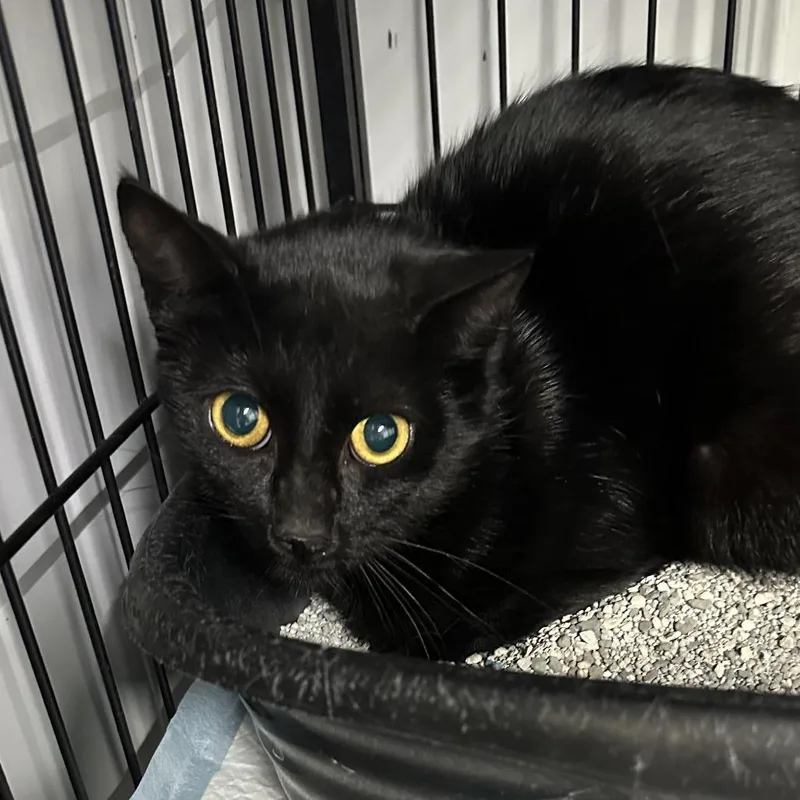 A young small-sized female Black Domestic Short Hair cat named Sugar for adoption in Corbin, KY