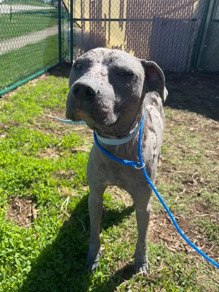 A young medium-sized male Pit Bull Terrier dog named Luca for adoption in Bloomington, IN