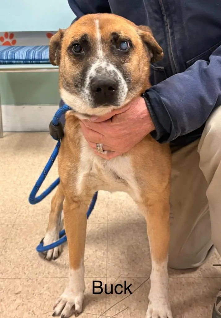 A senior medium-sized male Mixed Breed dog named Buck for adoption in Heber City, UT