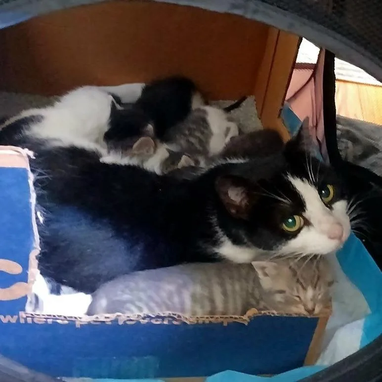 A young small-sized female Black Domestic Short Hair cat named Willow for adoption in Brooklyn, NY