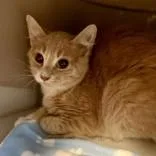 An adult small-sized male Tabby (Buff / Tan / Fawn) Domestic Short Hair cat named Lenn for adoption in Lansing, MI