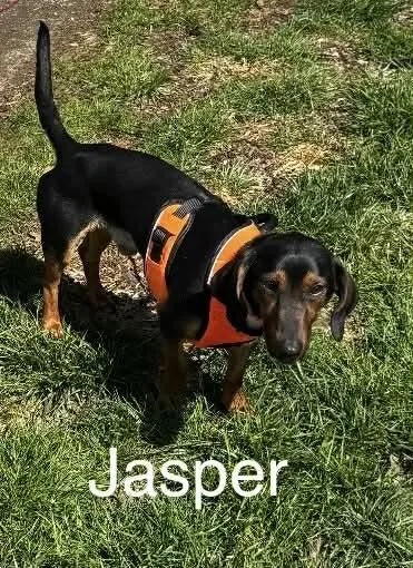 Jasper thumbnail 3