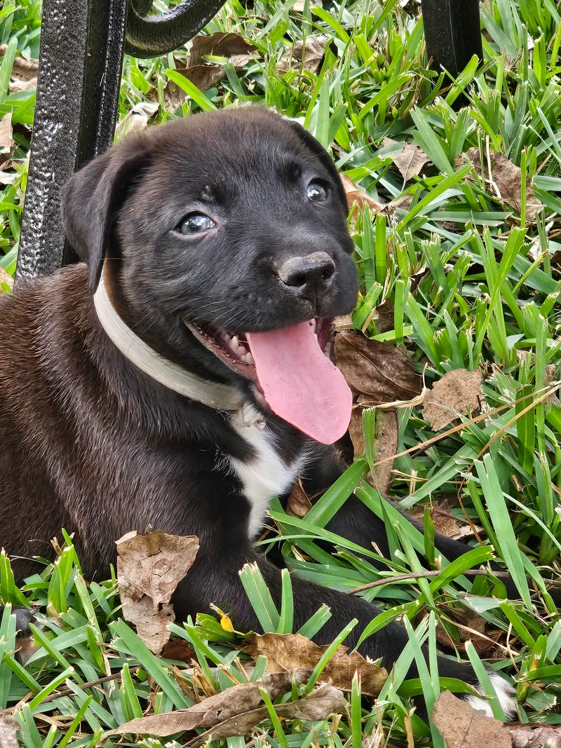 Lily  Co thumbnail 4