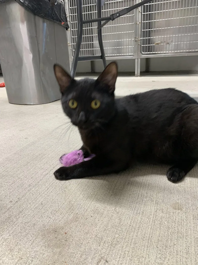 A young medium-sized male Black Domestic Short Hair cat named Marley for adoption in Fairfield, IL
