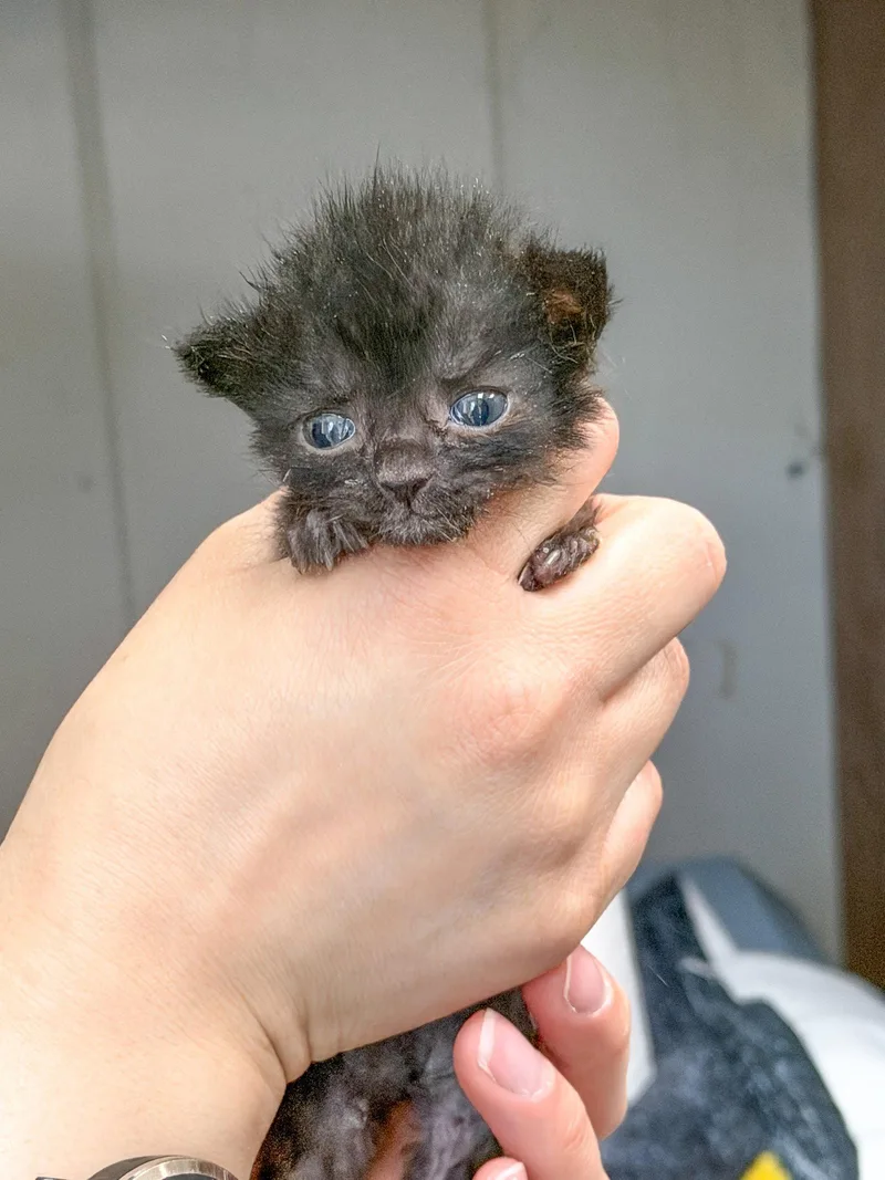 A baby medium-sized male Black Domestic Short Hair cat named Nimbus for adoption in Sanford, NC