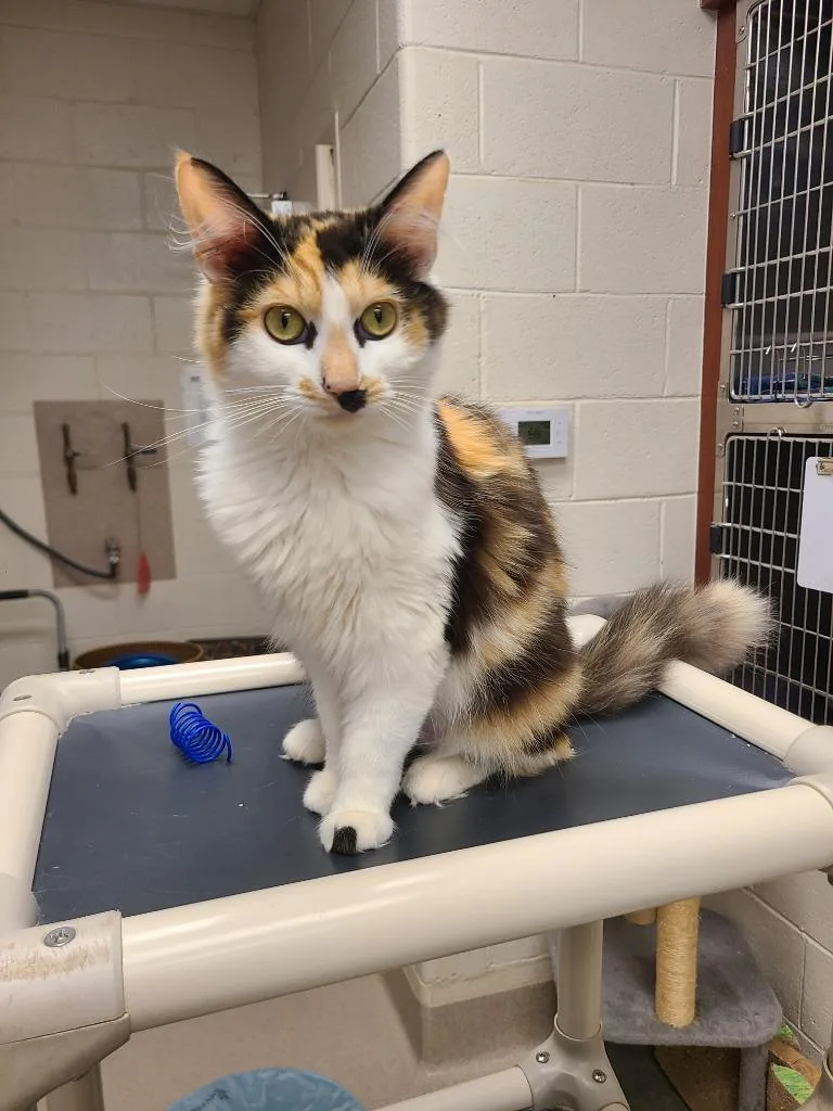 A young medium-sized female Domestic Medium Hair cat named Angel for adoption in Madison, GA