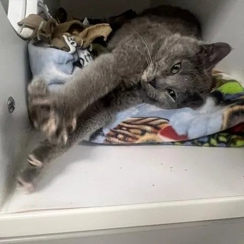 A baby small-sized female Gray / Blue / Silver Domestic Short Hair cat named Kin for adoption in Chaska, MN