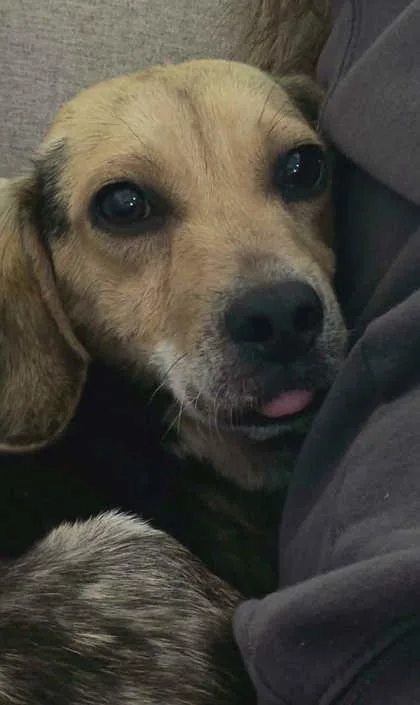 A young small-sized female Beagle dog named Honey Bea for adoption in Wilkesboro, NC