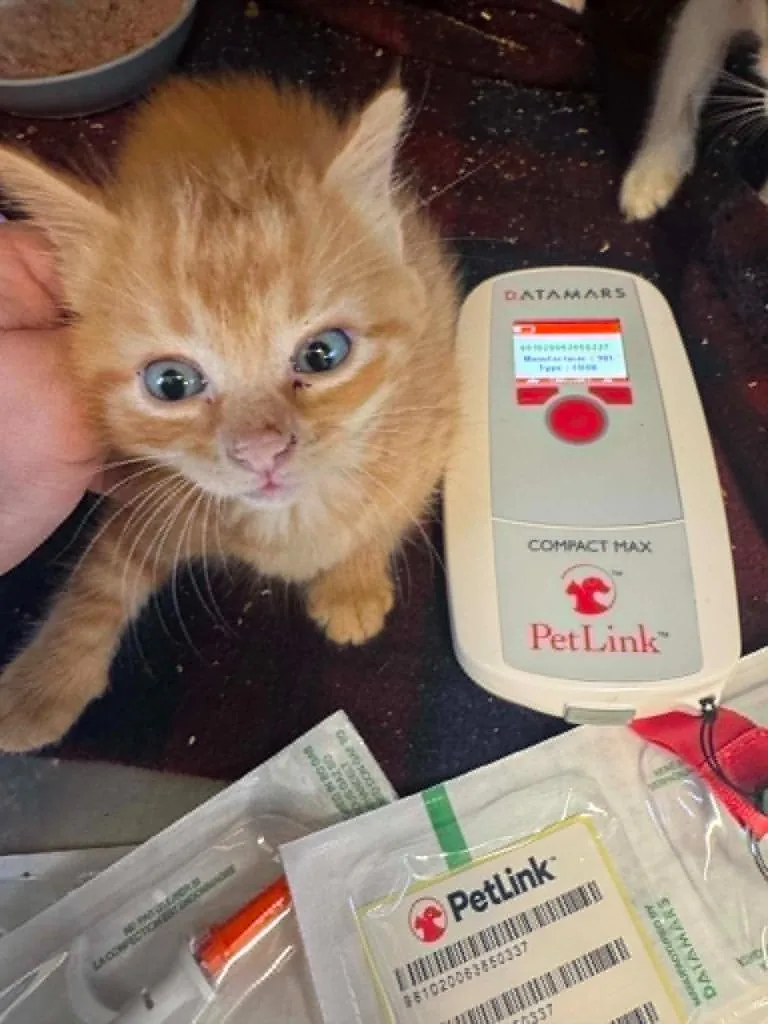 A baby small-sized female Domestic Short Hair cat named America for adoption in Boone, IA
