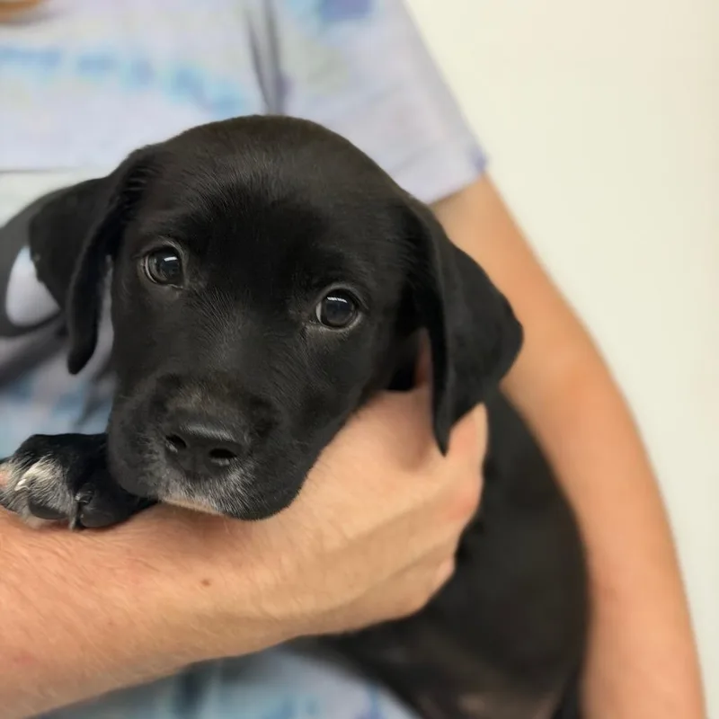 A baby medium-sized male Black Mixed Breed dog named Anubis for adoption in Denison, TX