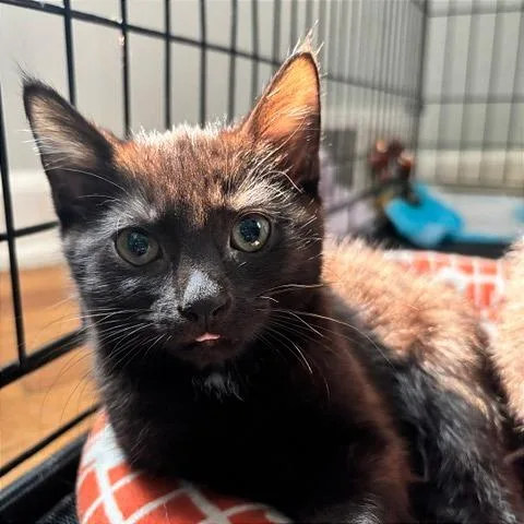 A baby small-sized female Domestic Short Hair cat named Caviar for adoption in Gibsonia, PA