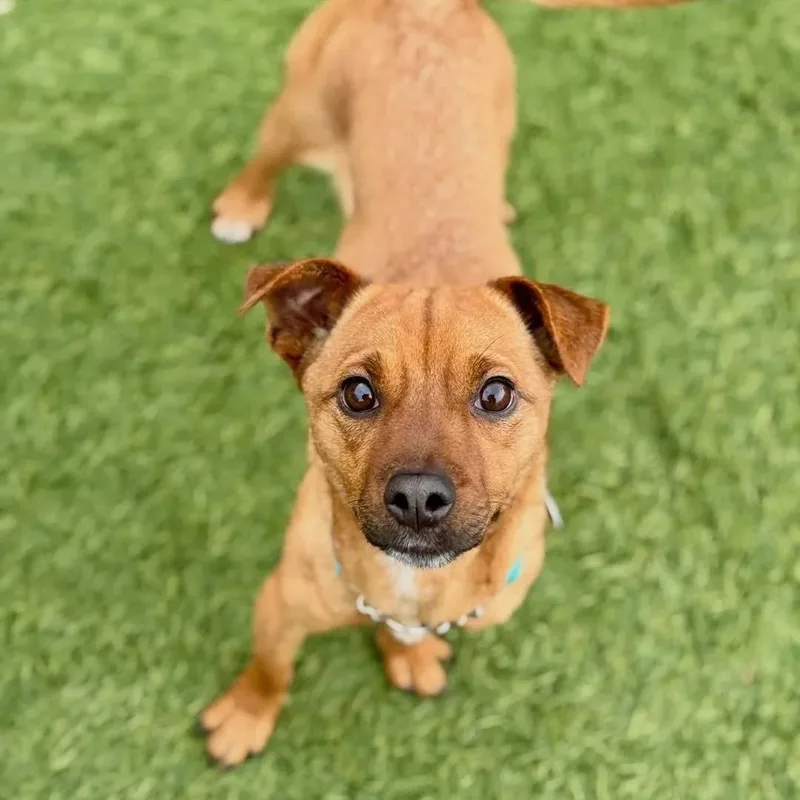 An adult small-sized female Miniature Pinscher dog named Ure for adoption in San Francisco, CA