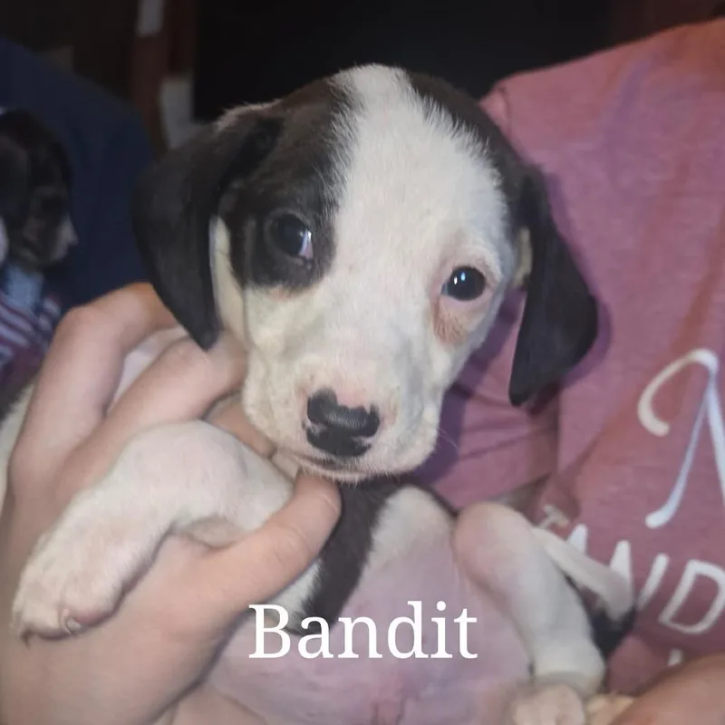 Bandit