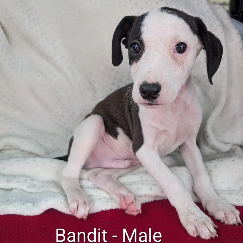 Bandit thumbnail 2