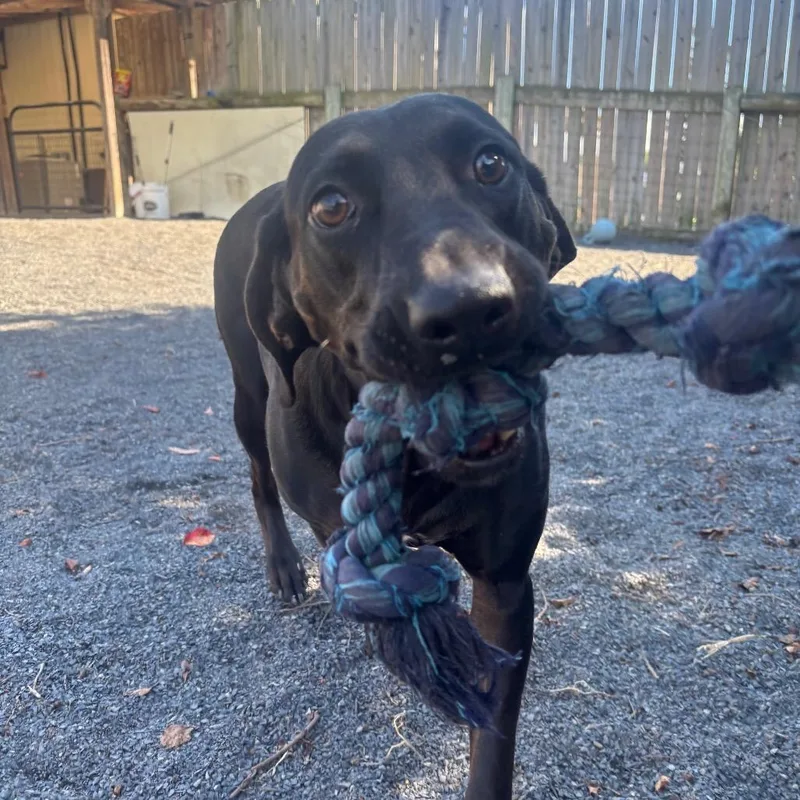 A young medium-sized male Labrador Retriever dog named Charger for adoption in Quakertown, PA