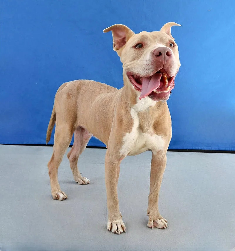 An adult medium-sized male Pit Bull Terrier dog named Jace for adoption in Pasadena, CA
