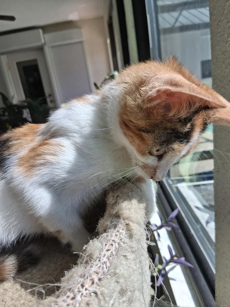 A baby medium-sized female Domestic Short Hair cat named Thistle for adoption in Oviedo, FL