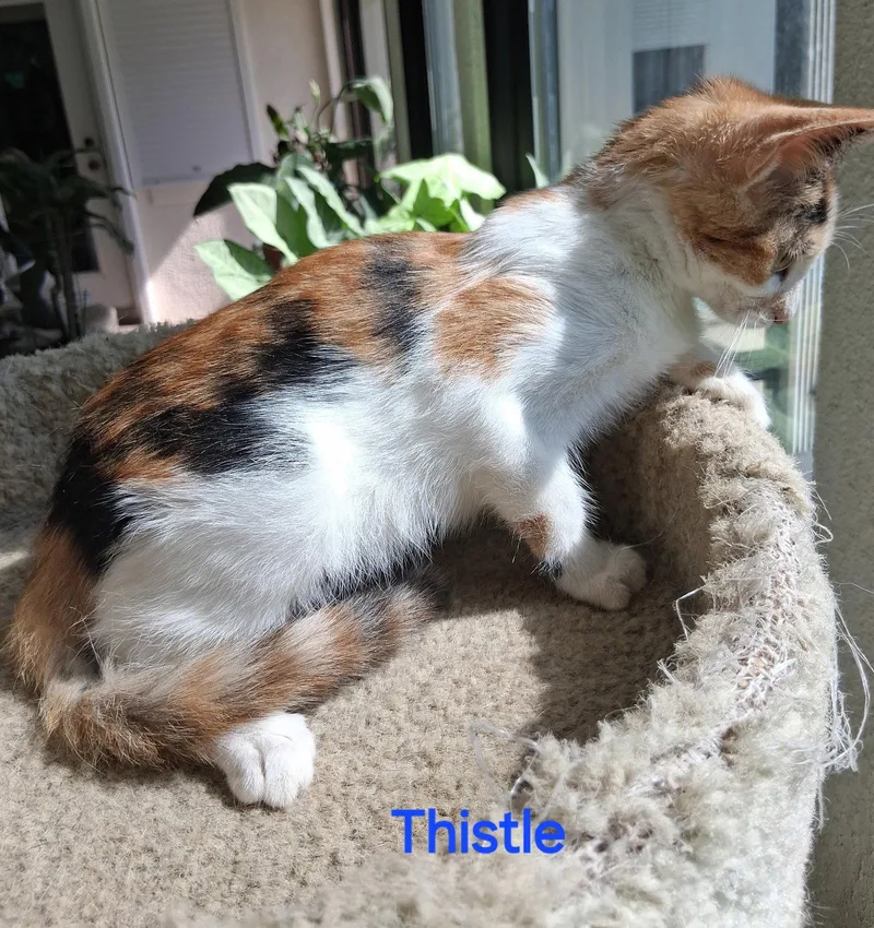 Thistle thumbnail 3