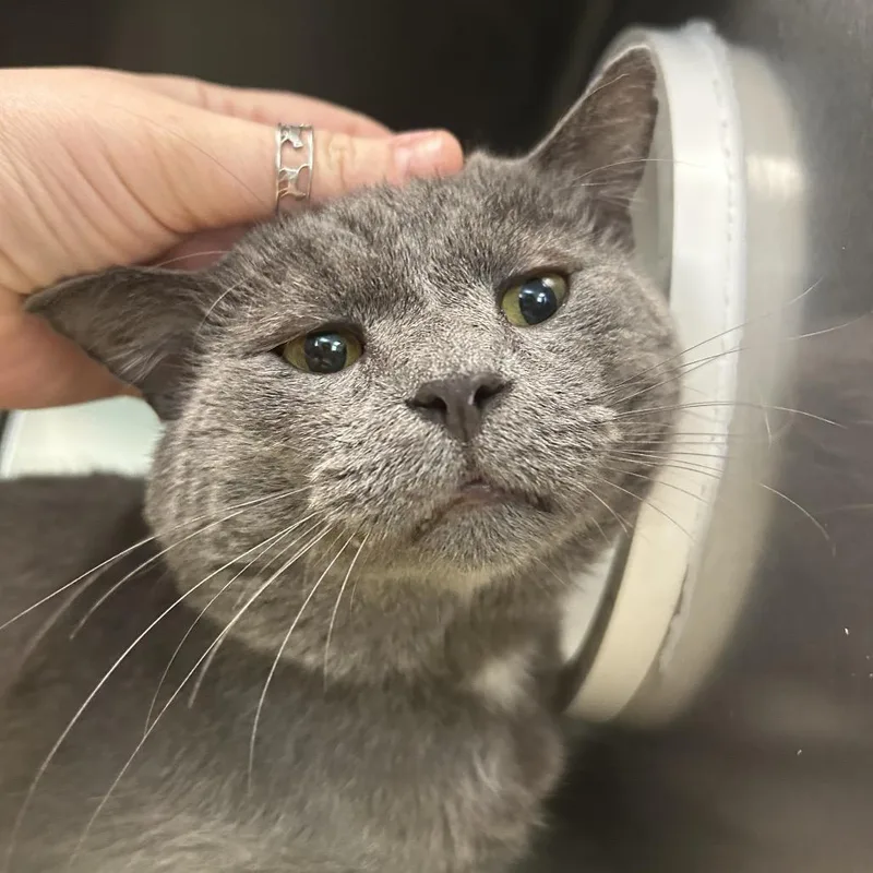 An adult large-sized male Gray / Blue / Silver Domestic Short Hair cat named Pete for adoption in Charlottesville, VA