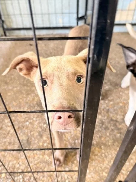 A young small-sized male Mixed Breed dog named Miller for adoption in Mobile, AL