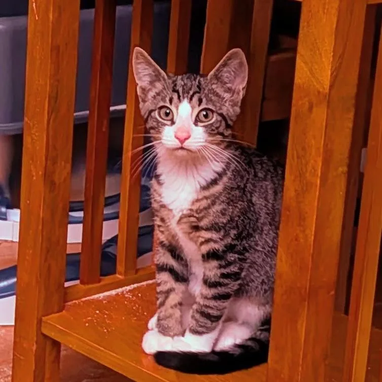 A baby small-sized male Black Domestic Short Hair cat named Piglet for adoption in Reisterstown, MD