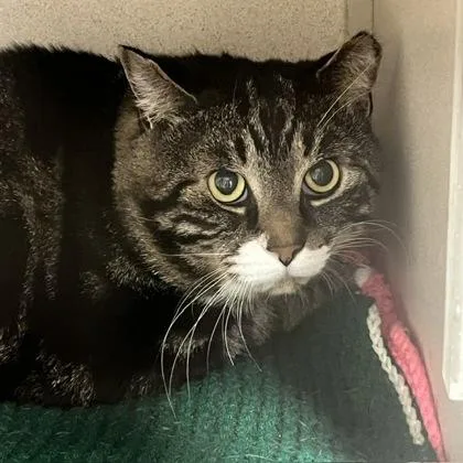 An adult medium-sized male Domestic Short Hair cat named Lucky for adoption in East Brookfield, MA