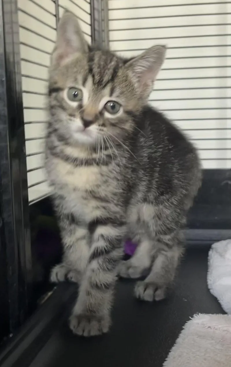 A baby small-sized female Tabby cat named Loblolly for adoption in Lexington, SC