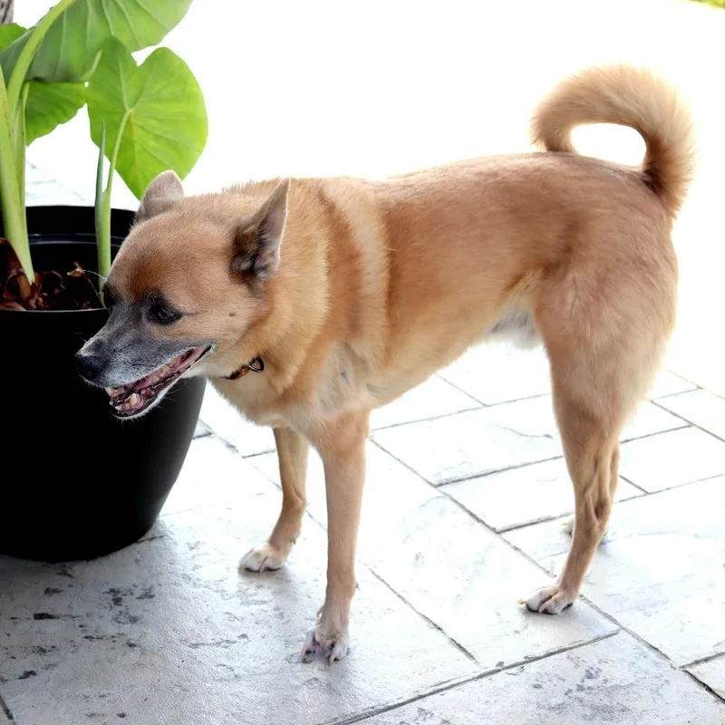 A senior small-sized male Brown / Chocolate Shiba Inu dog named Swiper for adoption in Festus, MO