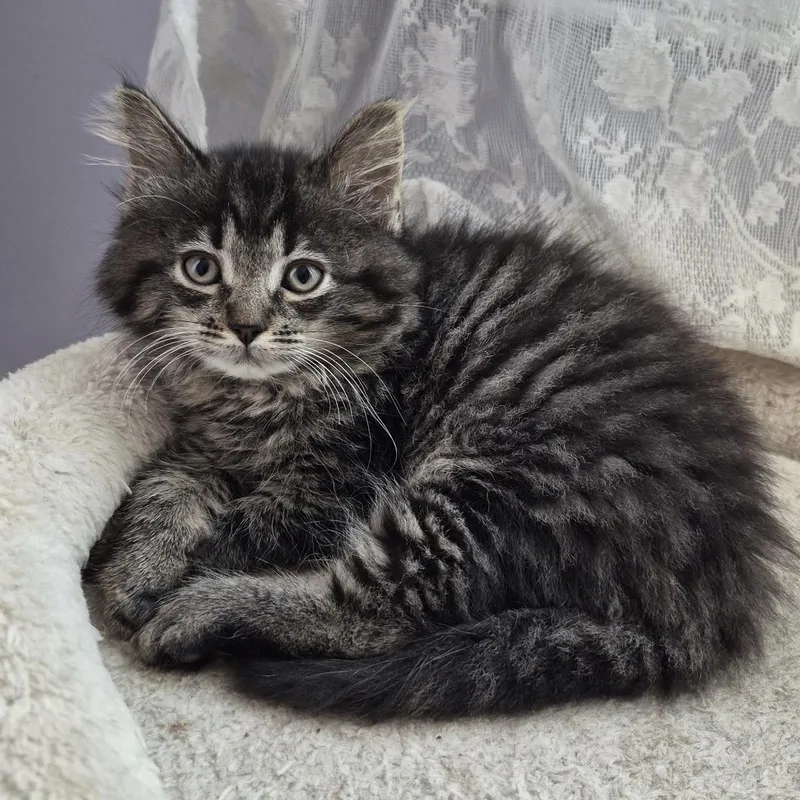 A baby large-sized female Tabby (Gray / Blue / Silver) Domestic Medium Hair cat named Fluffy Buffy for adoption in Louisville, KY
