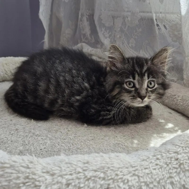 Fluffy Buffy thumbnail 2